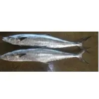Spanish makeral fish